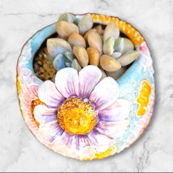 Echeveria Norma Rare Korean Succulent Import 