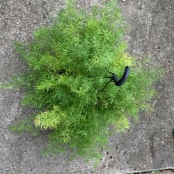 Asparagus Fern plant  