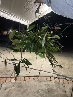 Hoya Carnosa Plant