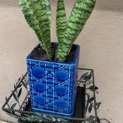 Snake Plant 