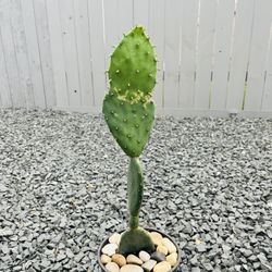 Pear Cactus Plant 