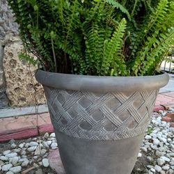 Pots With Plants 