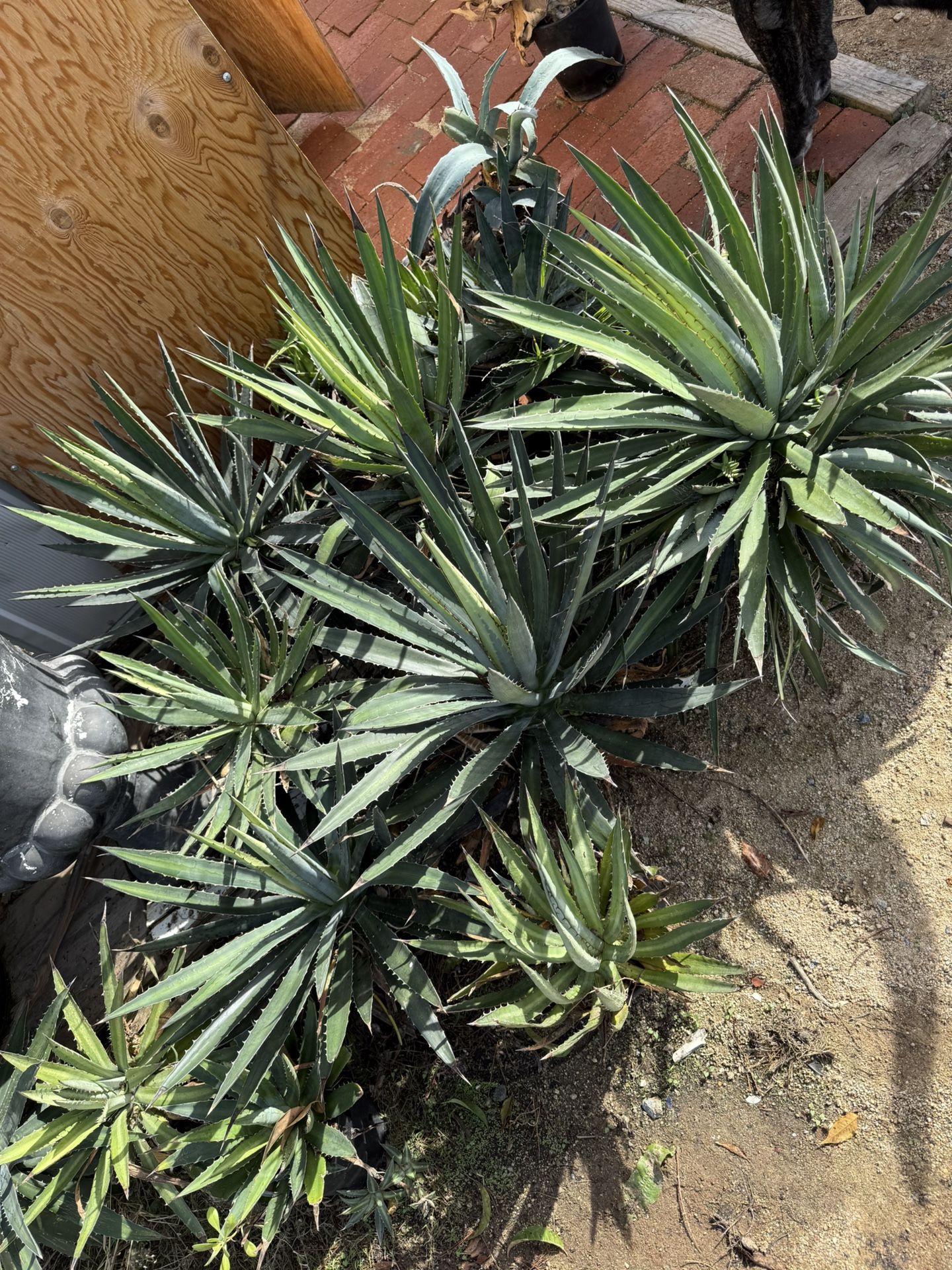 Agave