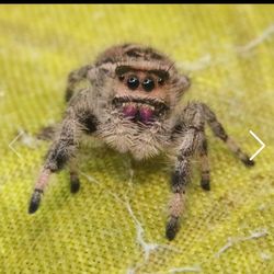 Regal Jumping Spider (Female)
