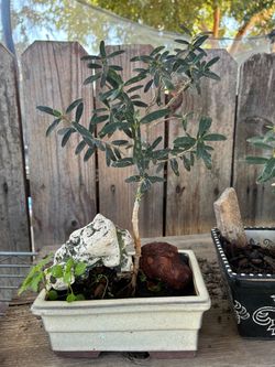 Bonsai plant for sale $30 each