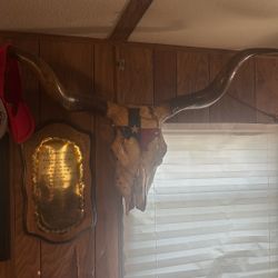 Texas Longhorn Skull