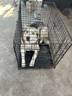 Dog cage with 2 doors