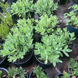 Autumn Joy Sedum