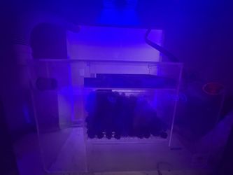 Pro clear aquatics pro 150 series wet/dry sump filter