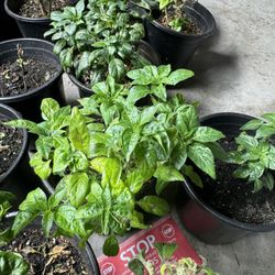 Chili Peppers