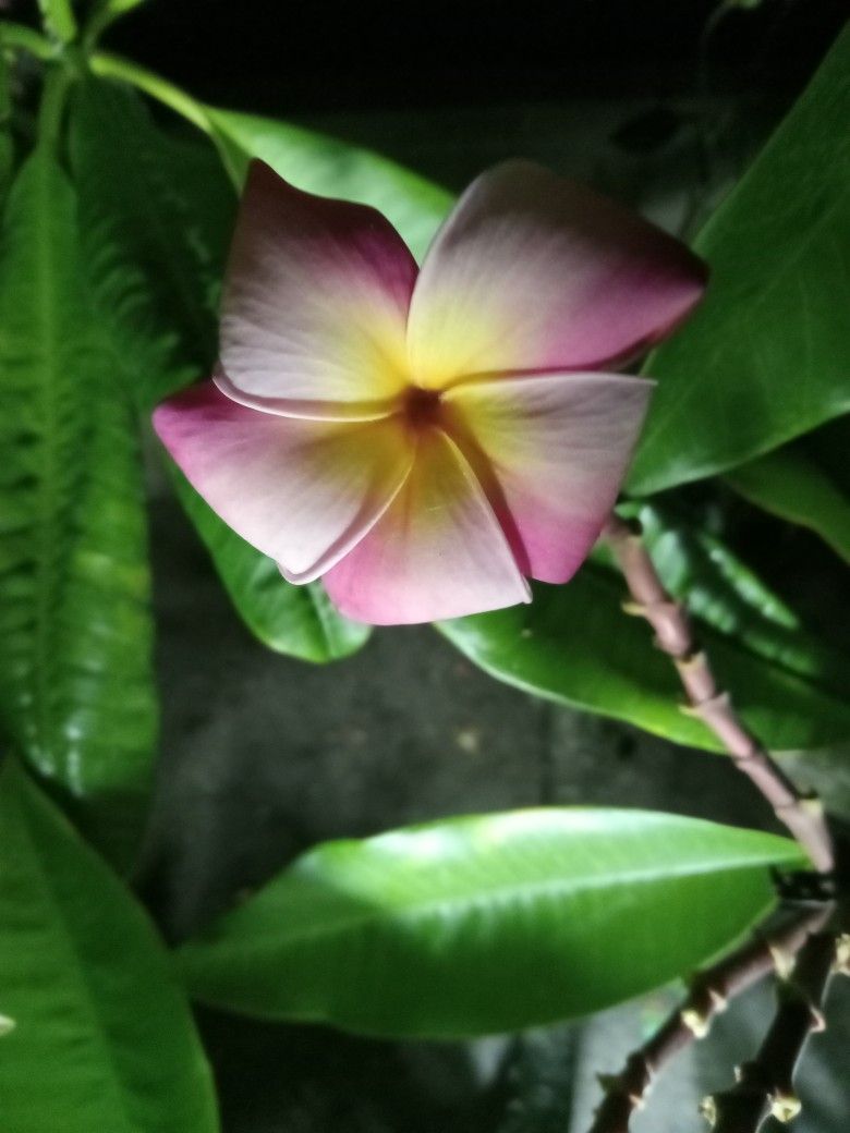 5' Rainbow Plumeria Trees (4 Total). $40 Each