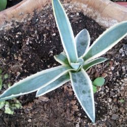 Agave Americana