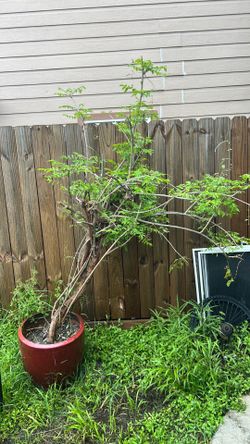 Wisteria tree in Planter