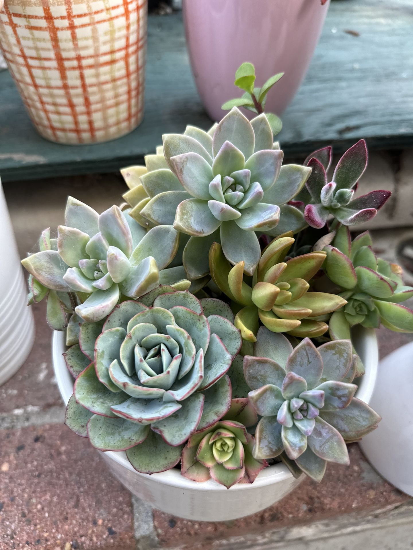Succulents Mother’s Day Gift 🎁 