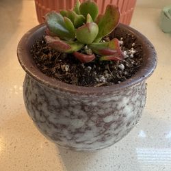 Cute 3 “ Pot With Succulent