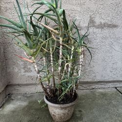 Aloe Vera Orange Flowers Plant In Pot  Suculent Oregano