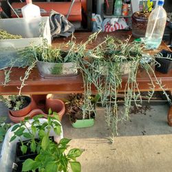 Lots Of Plants N Cutting 
