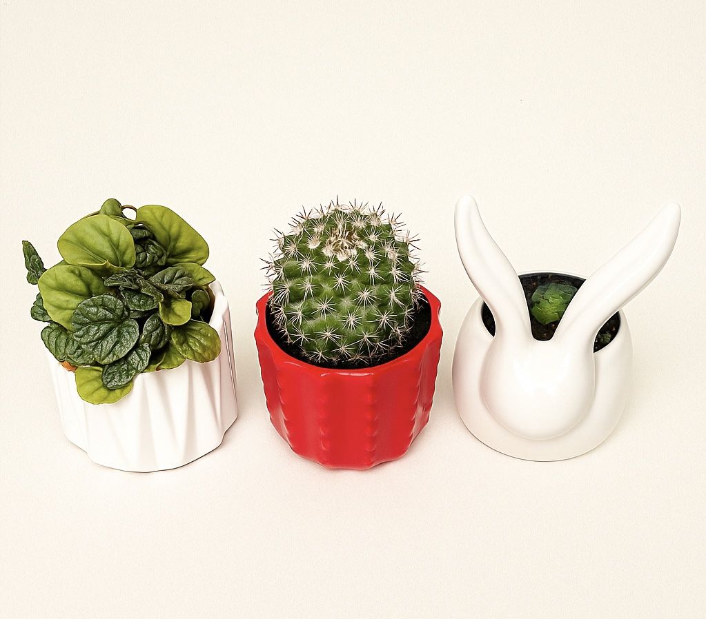 Indoor Plants โ Cactus, Peperomia, and Succulent in Cute Pots โ $25 for All