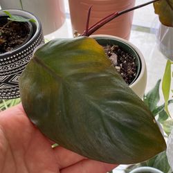 Dark Lord Philodendron