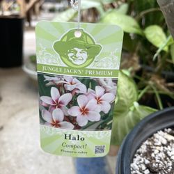 Plumeria Plants 🪴 