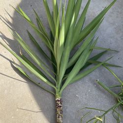 Healthy Yucca Cutting With Free Succulents