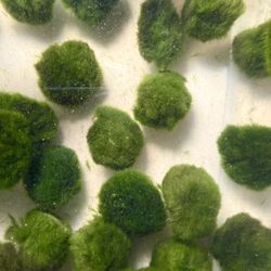 Aquarium Marino Moss Balls Decor Fish Tank Betta Plants