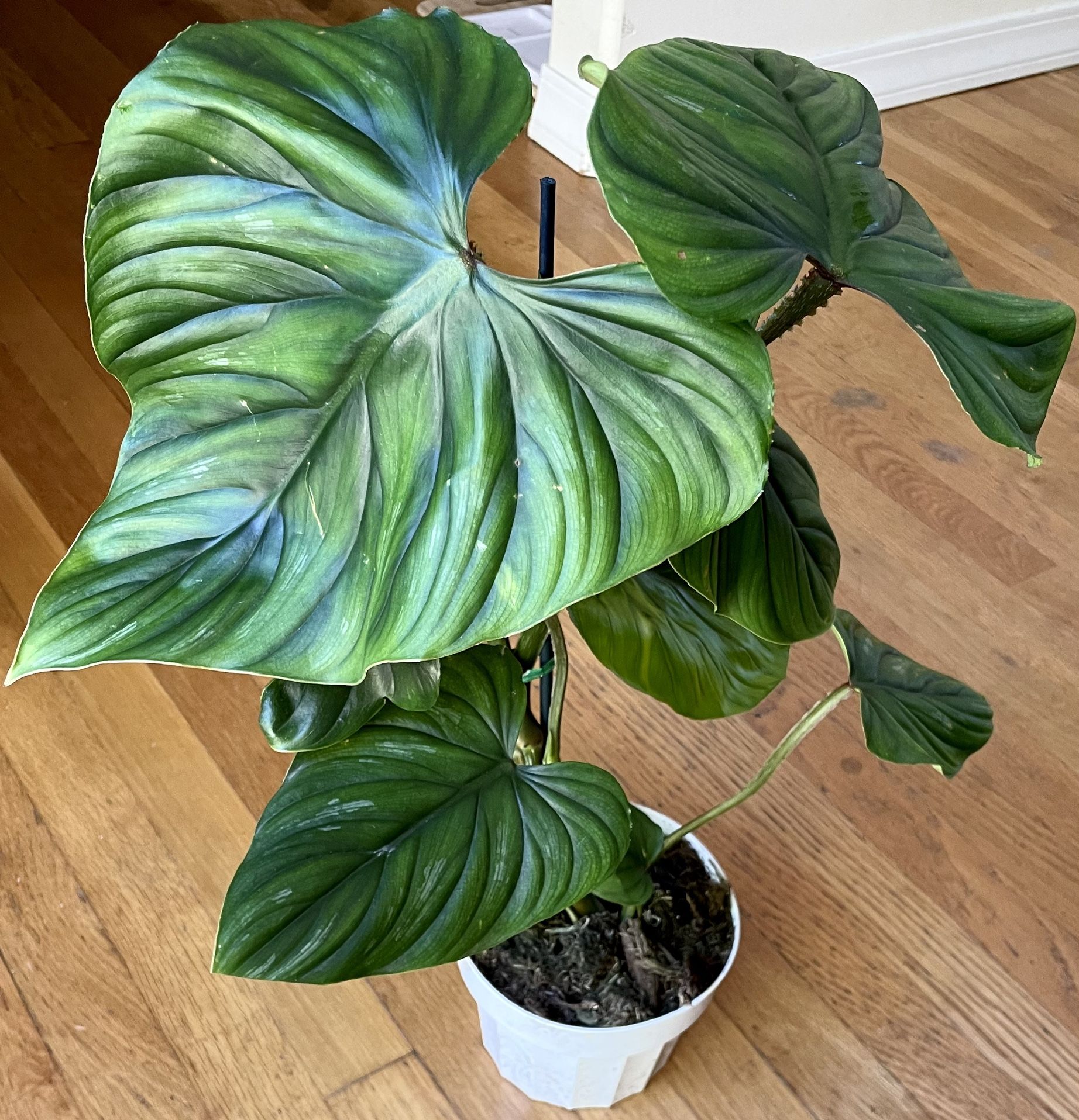 Large Rare Philodendron Plowmanii Plant / Free Delivery Available 