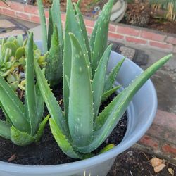 ALOE VERA 