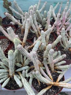 Euphorbia Mammillary 