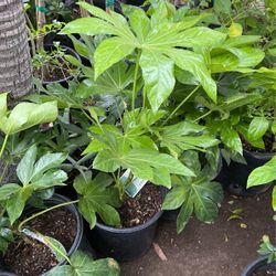 Japanese Arailia Plant $12 Each