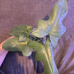 Horse head Philodendron 