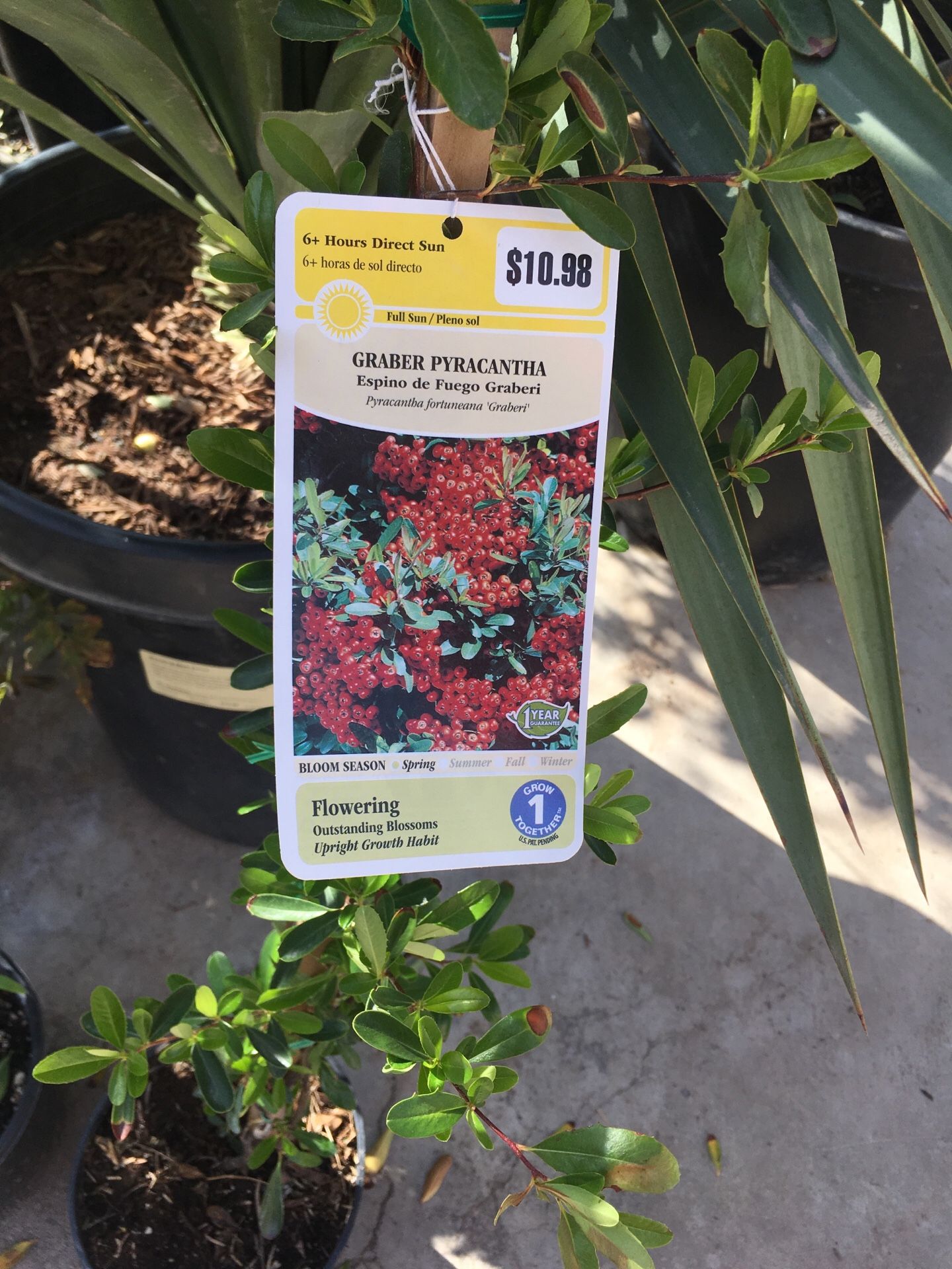 Graber pyracantha