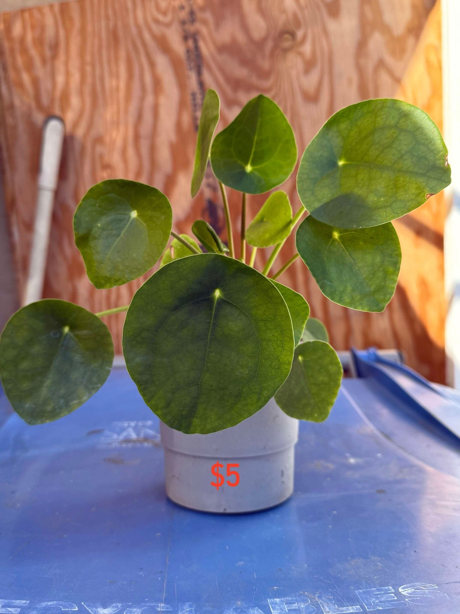 Plants For Sale 