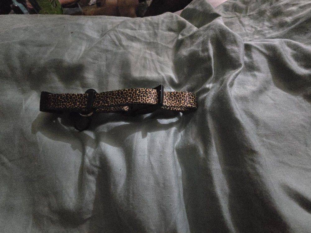 Dog Collar