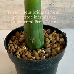 Trichocereus bridgesii forma monstrose/ornamental pe nis cactus