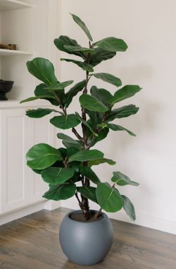 5' Faux Fig tree