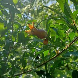 pomegrenate tree 