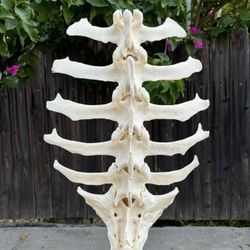 Antelope Taxidermy Spine/Vertebrae Oddity Display  
