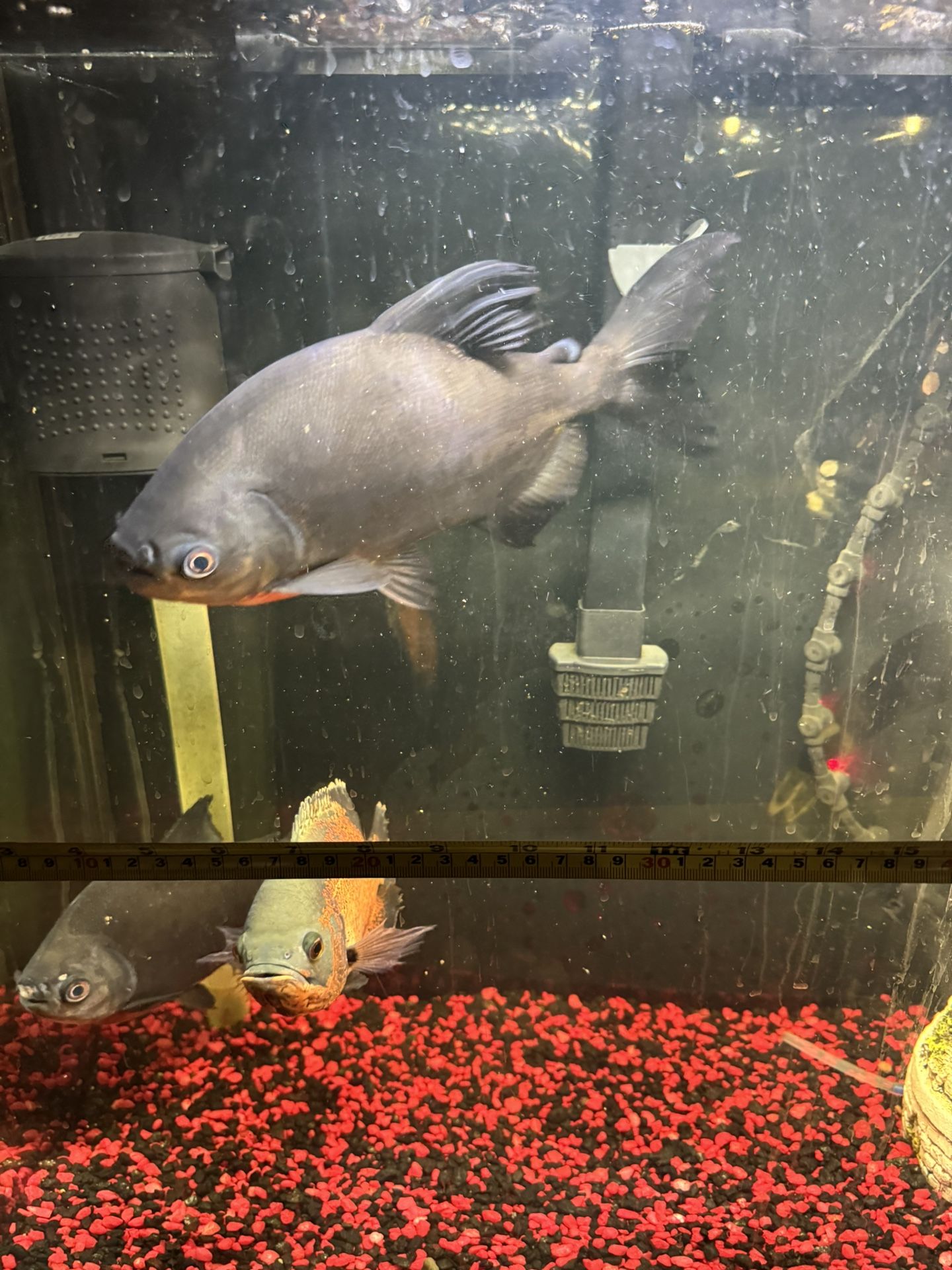 • “🐟 Fresh Water Giant Fishes – Pacus, Oscar & Sun Catfish (Individually or All)”