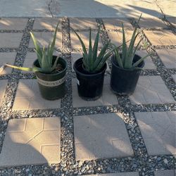 Aloe Plant