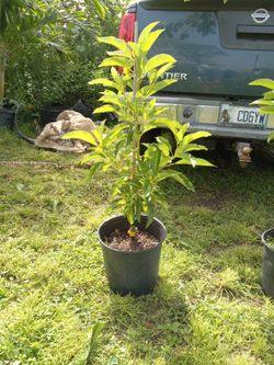 Avocado Trees Avalable Grafted Varieties Below 