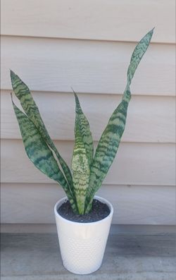 Snake plant