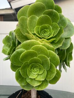 Succulent plant