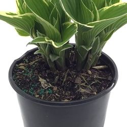 Hosta 1GAL 10 each