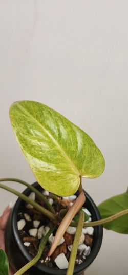 Philodendron Painted Lady