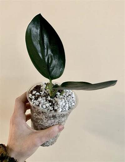 Sciadamus Dark Trebulii