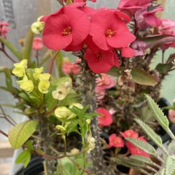 Crown Thorns Plants 🪴 one cutting 4 inches