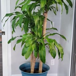 Large Indoor Plant - Air Purifier 
