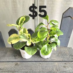 Peperomia Plants 