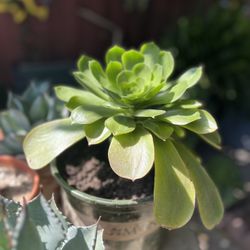 Tree Aeonium Canariense